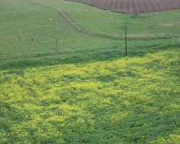 San Cataldo, primi verbali dei vigili urbani per chi non elimina l&rsquo;erba