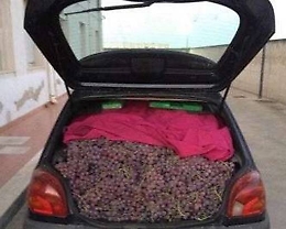 Rubano 700 kg di  uva Igp, arrestati tre catanesi
