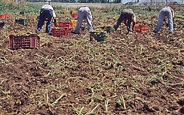 Avola di ieri e di oggi: il lavoro in nero è ancora una realtà