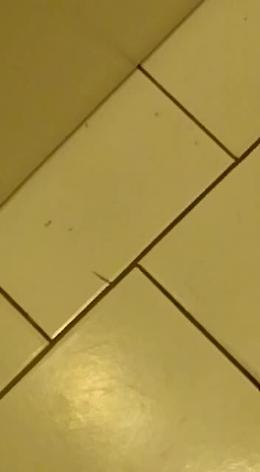 Dermatologia ospedale Vittorio Emanuele: formiche nei bagni?