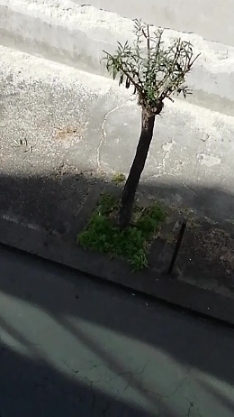Catania: Oleandri capitozzati in via Gigi Macchi