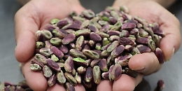 Anche il Pistacchio di Raffadali è Dop: arriva l'ok della commissione europea
