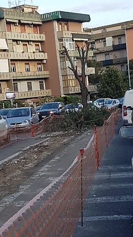 Catania, lavori in via Passo Gravina: falciati alberi meravigliosi