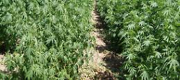 Coltivavano marijuana e hashish nel Palermitano: arrestati padre e figlio