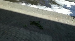 Catania: "Via Fabio Filzi dopo il mercatino settimanale" Risponde il presidente della Commissione di mercato di P.zza Montessori