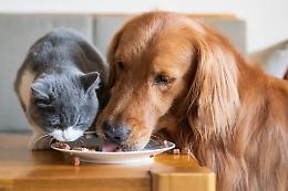Animali, i cani e i gatti italiani sono i pi&ugrave; fuggitivi d'Europa