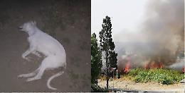 Lentini (Sr): continua la strage di randagi