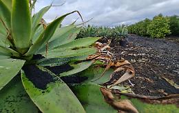 Cenere, Coldiretti: «Indispensabili norme e aiuti per la comunità etnea»