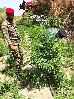 Piantagione di canapa indiana sequestrata a Mineo: un arresto