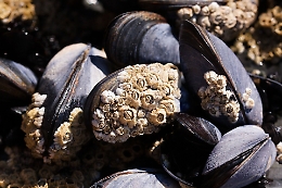 L'Ue abbassa i livelli di cadmio e piombo in frutta, verdura, cereali e semi oleosi