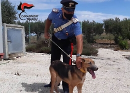 Cagnolino denutrito e lasciato al sole: proprietaria denunciata