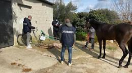 Corsa clandestina di cavalli su strade statali nel Siracusano: 4 denunciati