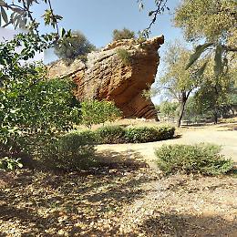 Raccoglitori di olive cercansi