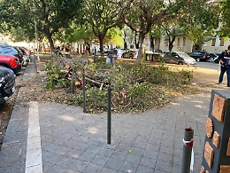 Catania, maltempo: rami divelti non rimossi dopo 8 giorni