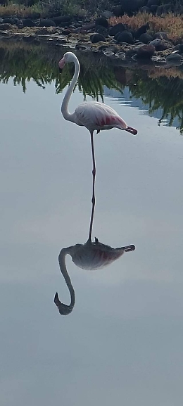Salina, isole Eolie: Fenicottero rosa nel laghetto di Lingua