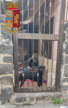Casa "protetta" da un rottweiler a Librino ma non sfuggono alla Polizia
