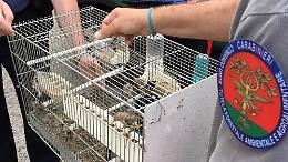 Cardellini e tartarughe in vendita, ma sono specie protette: quattro denunciati