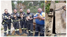 Quattro cagnolini finiscono in un'intercapedine: salvati dai vigili del fuoco