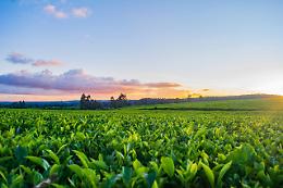 Tabacco: intesa Opta Deltafina, via a campagna 2022