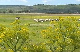 Invasione delle cavallette in Sardegna, danni per milioni di euro all'agricoltura