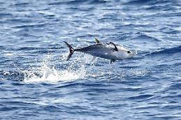 Tonni pescati illegalmente a Porticello: multe per migliaia di euro e sequestri