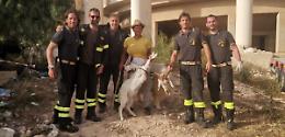 Capra precipitata all'interno di un pozzo profondo 15 metri: salvata