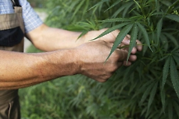 Primo sì alla depenalizzazione della cannabis  domestica