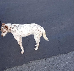 Chiude il cane in auto per un'ora sotto il sole, denunciata
