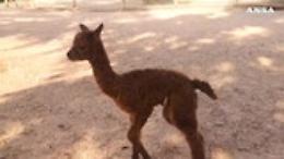 Un cucciolo di alpaca è nato nel bioparco di Torino