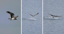 Un rapace spiega le sue ali e poi "plana" nelle acque di Aci Trezza