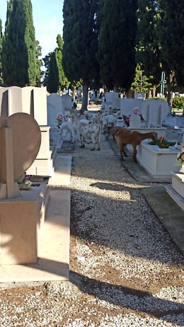 Capre e pecore nel cimitero, a Barletta animali tra le tombe