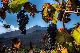 Vino: Etna Doc, annata con qualità eccellente