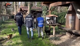 Controlli dei Nas in diversi canili e gattili, sequestri e denunce a Catania e Palermo
