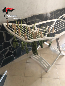 Carlentini, la villetta era diventata una piantagione di marijuana