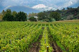 Vinitaly, presenti 58 aziende dell'Etna: la delegazione pi&ugrave; numerosa della Sicilia