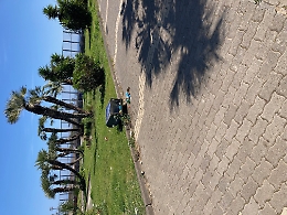 Catania: Il verde urbano in città è un disastro
