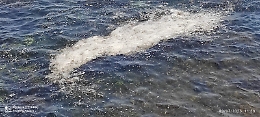 Inquinamento perenne nel mare di Aci Castello