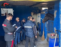 Stalla abusiva al Villaggio Dusmet: i carabinieri sequestrato un cavallo e un pony