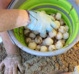 Wwf, prima schiusa estiva di caretta caretta ad Avola