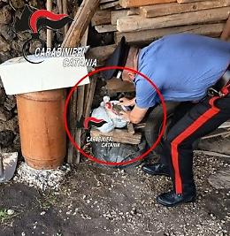 Blitz dei Carabinieri ad Acireale: il cane King guida al sequestro di oltre 8 kg di marijuana, arrestato un 27enne