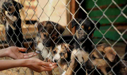 Sequestrati 25 cani in casa di una donna: erano in cattive condizioni igienico sanitarie