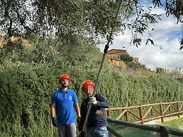 Dalla cella al frantoio: "Viaggiare su un filo d'olio" torna a coltivare dignità nella Valle dei Templi