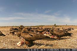 3.000 nibbi bruni in volo: spettacolo di rapaci al carnaio di Campobello di Mazara