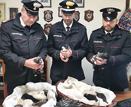 Caltanissetta, salvati 18 cuccioli abbandonati grazie a un cittadino e ai carabinieri