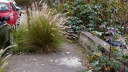 Catania. Erbacce fuori controllo sui marciapiedi di Viale Marco Polo: il degrado cresce insieme alla vegetazione