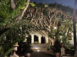 Bella di notte all'Orto Botanico di Catania: visite guidate serali tra profumi e luci