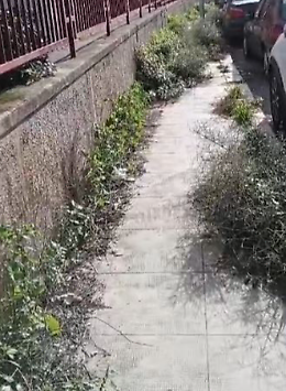 Palermo, Via Montecarlo angolo Viale Francia: marciapiede "soffocato" dalle erbacce, pedoni a rischio