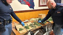 Caltanissetta, serra indoor scoperta in casa: arrestato con oltre 1 kg di droga dopo la segnalazione su YouPol