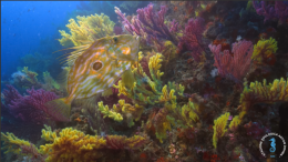 Le meraviglie dello Stretto di Messina, laboratorio tra costa e abissi per la biodiversit&agrave;