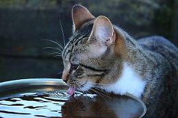 Una ciotola d'acqua per battere il caldo killer: la sfida del Comune di Sciacca per difendere gli animali senza riparo